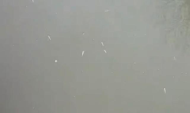 Uludere Çayında Balık Ölümleri…