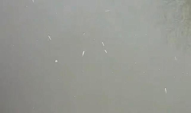 Uludere Çayında Balık Ölümleri…