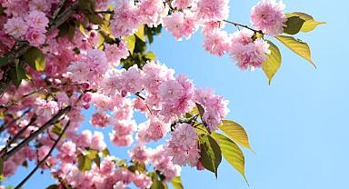 Çiçek açan Sakura ağaçları şehri görsel bir şölene dönüştürdü