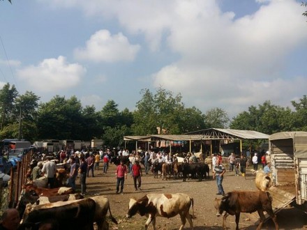 HAYVAN PAZARI VE MEZBAHANE...