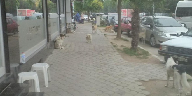 HER CANLININ YAŞAM HAKKI VARDIR...