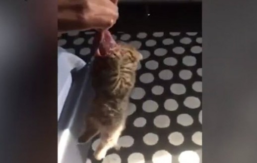 İnatçı kedinin güldüren yiyecek mücadelesi!