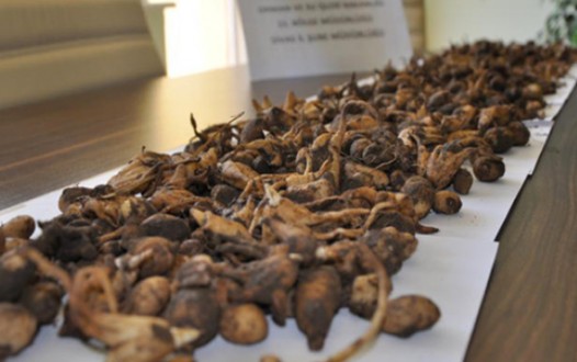 Salep toplarken yakalandı bakın ne ceza verildi