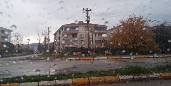 YENİMAHALLE HALKI KUDUZ OLMAKTAN KORKUYOR...