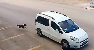 Antalya'da yaşandı! Yok böyle vicdansızlık! Bile bile köpeği ezip kaçtı